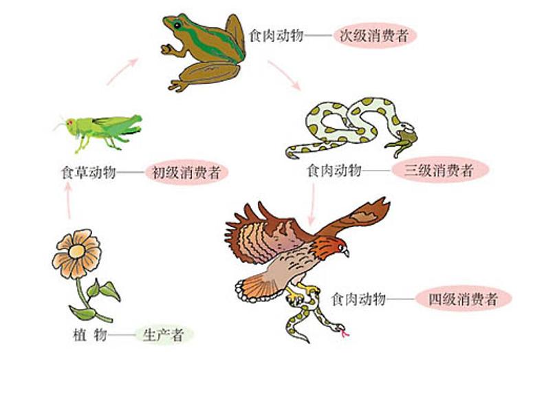 北师大版八下生物 23.3生态系统的结构和功能 课件06