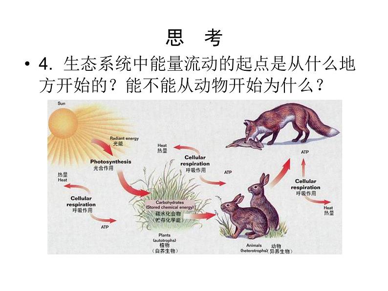 北师大版八下生物 23.3生态系统的结构和功能 课件08