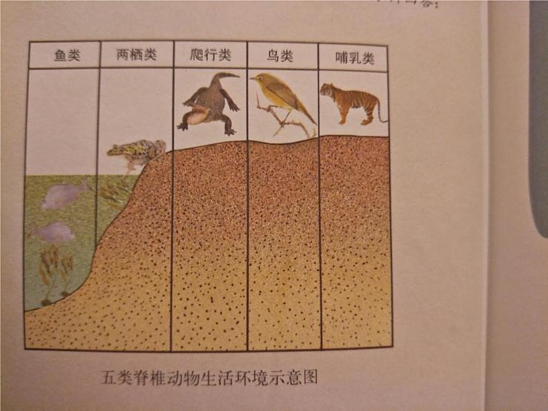 北师大版八下生物 22.4动物的主要类群 课件第3页