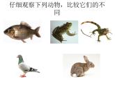 北师大版八下生物 22.4动物的主要类群 课件