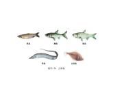 北师大版八下生物 22.4动物的主要类群 课件