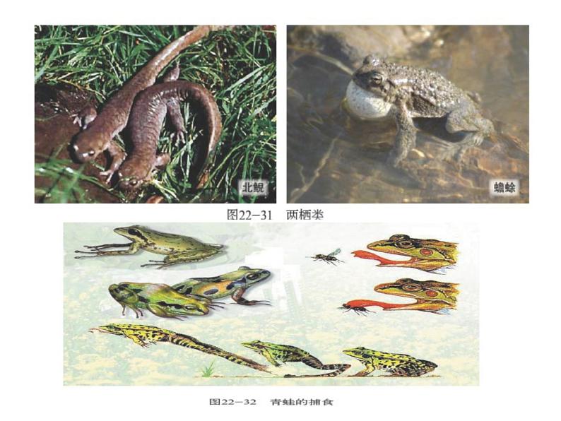 北师大版八下生物 22.4动物的主要类群 课件第6页