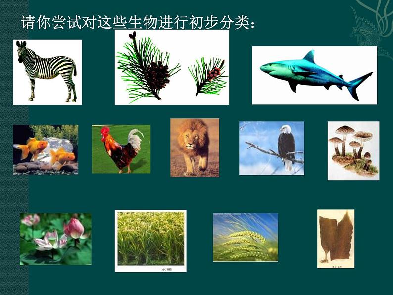 北师大版八下生物 22.1生物的分类 课件第5页