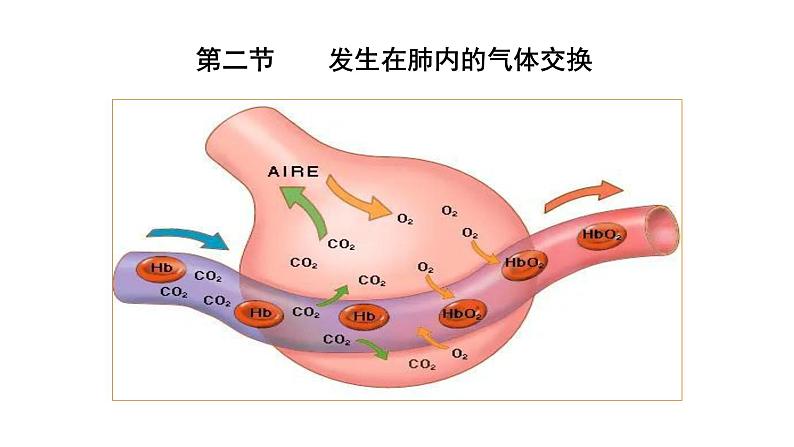 4.3.2发生在肺内的气体交换课件PPT01