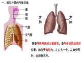 4.3.2发生在肺内的气体交换课件PPT