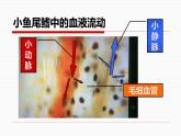 济南版七下生物 3.2物质运输的器官 课件