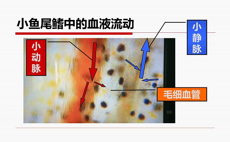 济南版七下生物 3.2物质运输的器官 课件第5页