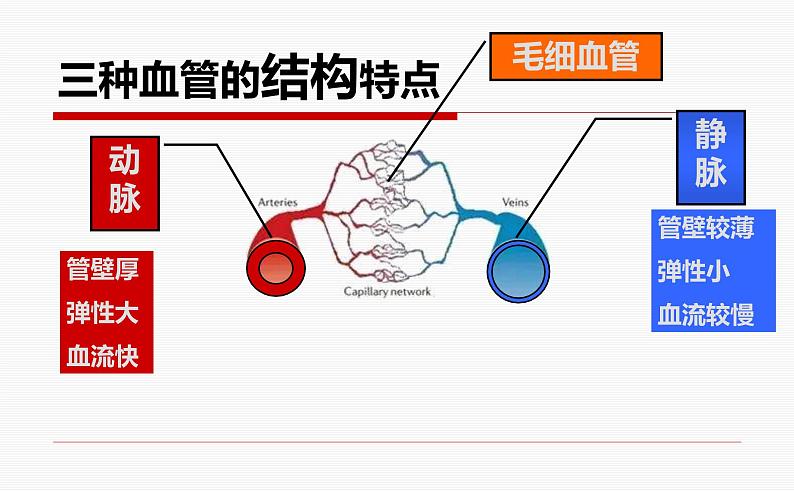 济南版七下生物 3.2物质运输的器官 课件第7页