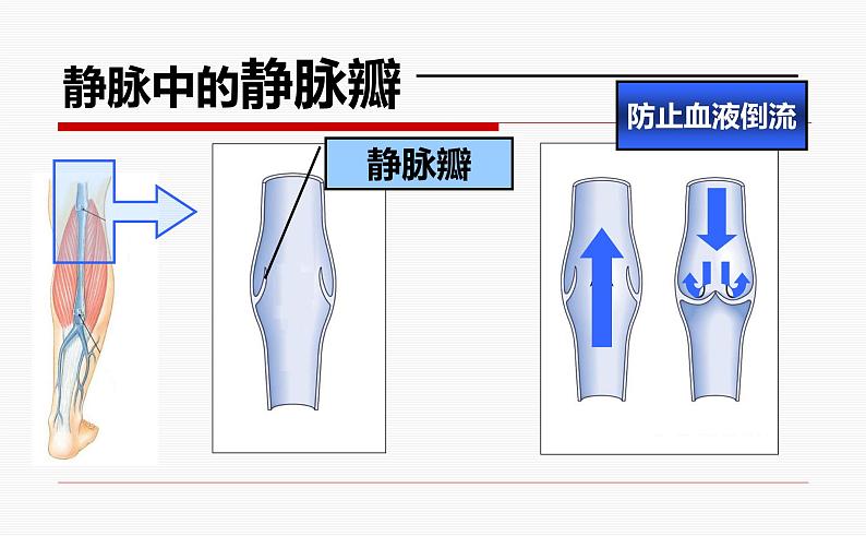 济南版七下生物 3.2物质运输的器官 课件第8页