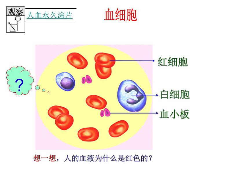 济南版七下生物 3.1物质运输的载体 课件第4页