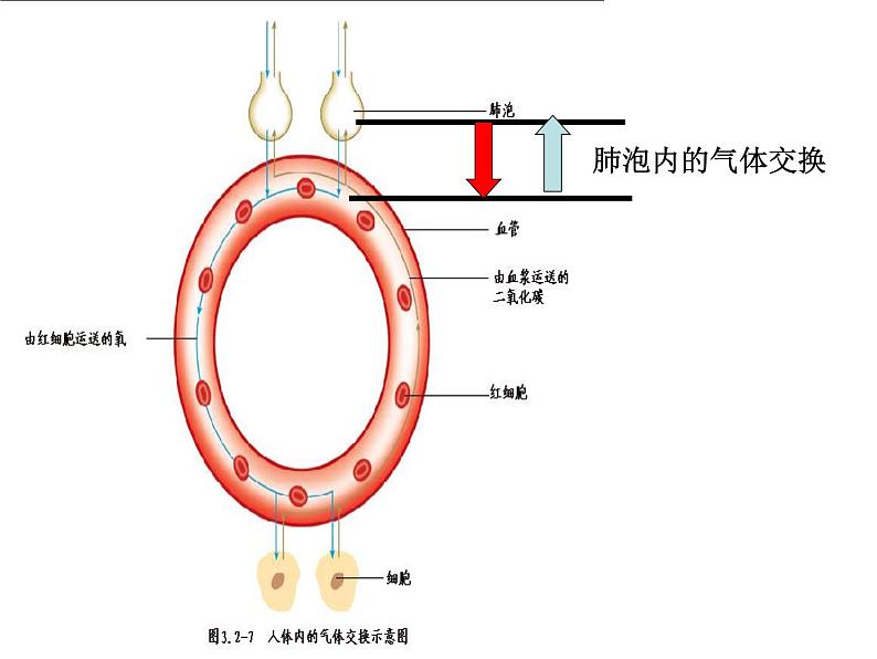 济南版七下生物 2.1人体与外界的气体交换 课件第6页