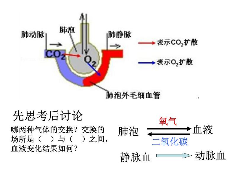 济南版七下生物 2.1人体与外界的气体交换 课件第7页