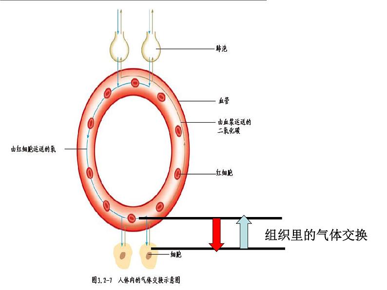 济南版七下生物 2.1人体与外界的气体交换 课件第8页