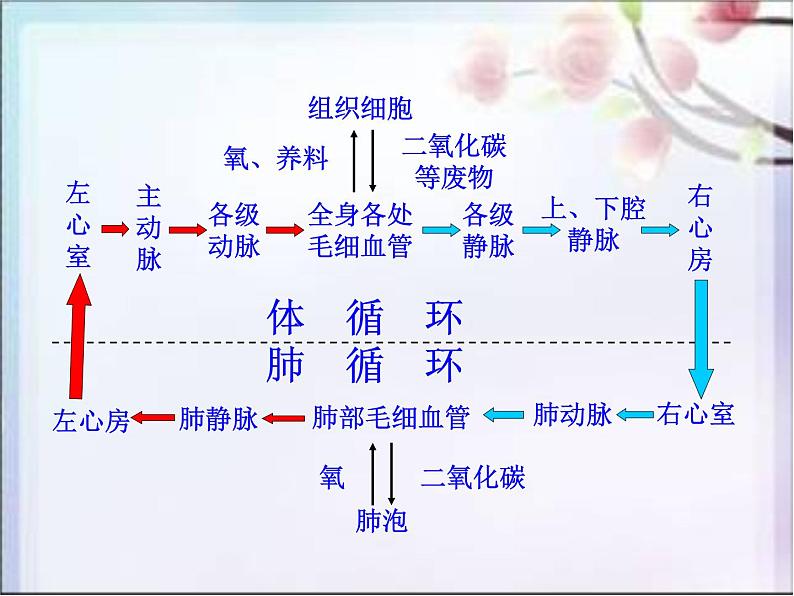 济南版七下生物 3.3物质运输的途径 课件07