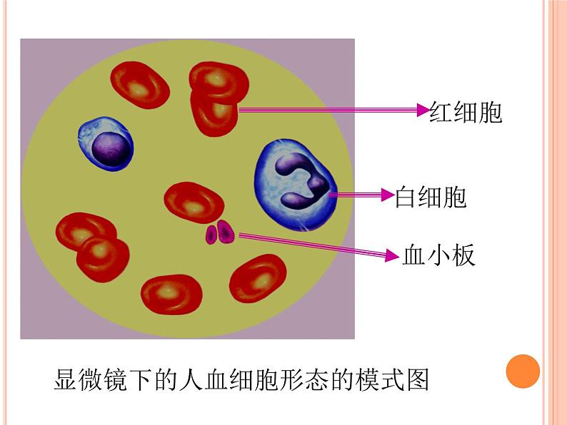 济南版七下生物 3.1物质运输的载体 课件08