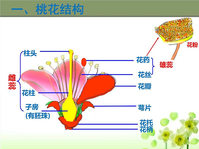 冀教版八下生物 6.1.1被子植物的生殖 课件第8页