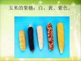 冀教版八下生物 6.2.2变异 课件