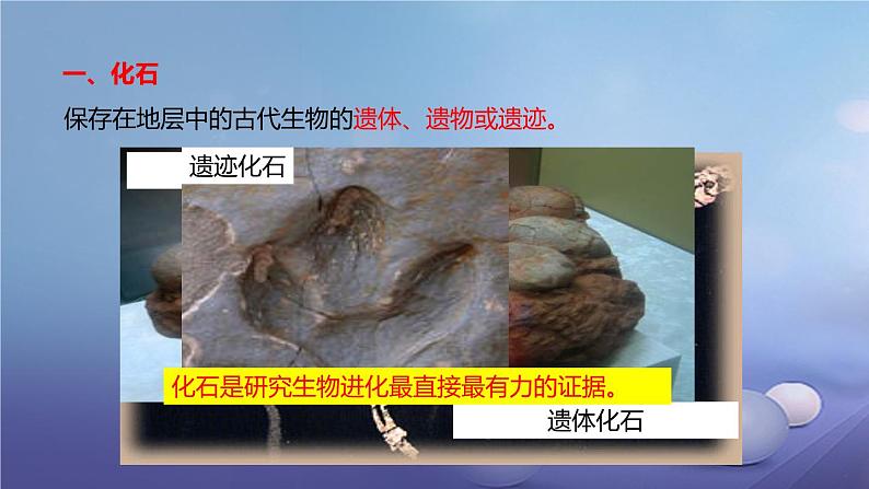 冀教版八下生物 6.3.2生物的进化 课件第6页