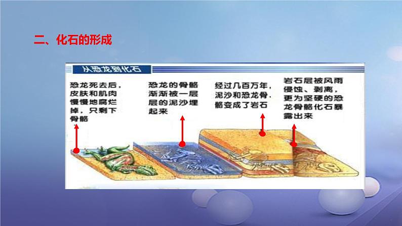冀教版八下生物 6.3.2生物的进化 课件第7页