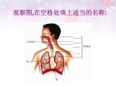 人教版七下生物 3.1呼吸道对空气的处理 课件