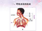 人教版七下生物 3.1呼吸道对空气的处理 课件