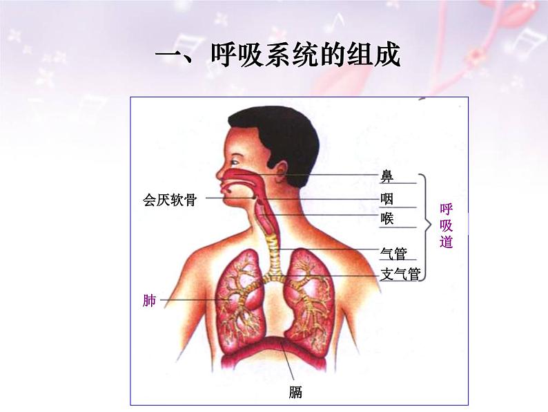 人教版七下生物 3.1呼吸道对空气的处理 课件04