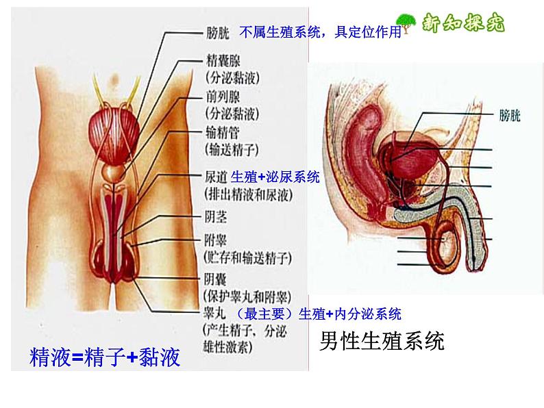 人教版七下生物 1.2人的生殖 课件第5页