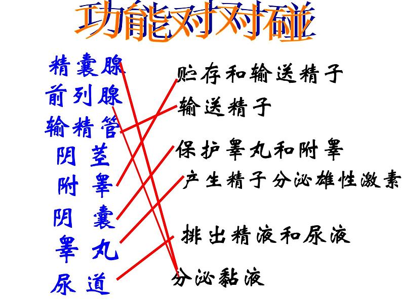 人教版七下生物 1.2人的生殖 课件第7页