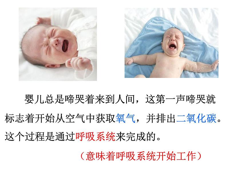 人教版七下生物 3.1呼吸道对空气的处理 课件01