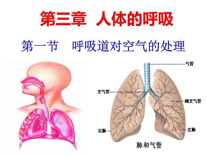 人教版七下生物 3.1呼吸道对空气的处理 课件02