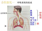 人教版七下生物 3.1呼吸道对空气的处理 课件