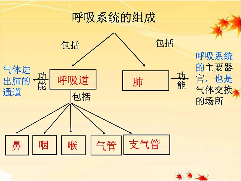 人教版七下生物 3.1呼吸道对空气的处理 课件06