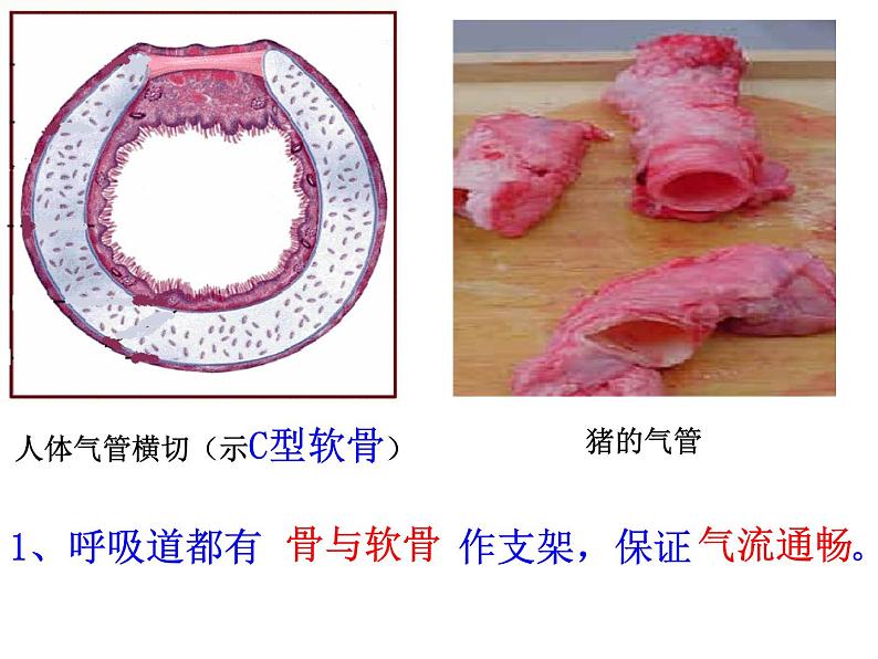 人教版七下生物 3.1呼吸道对空气的处理 课件08