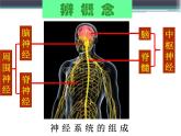 人教版七下生物 6.2神经系统的组成 课件