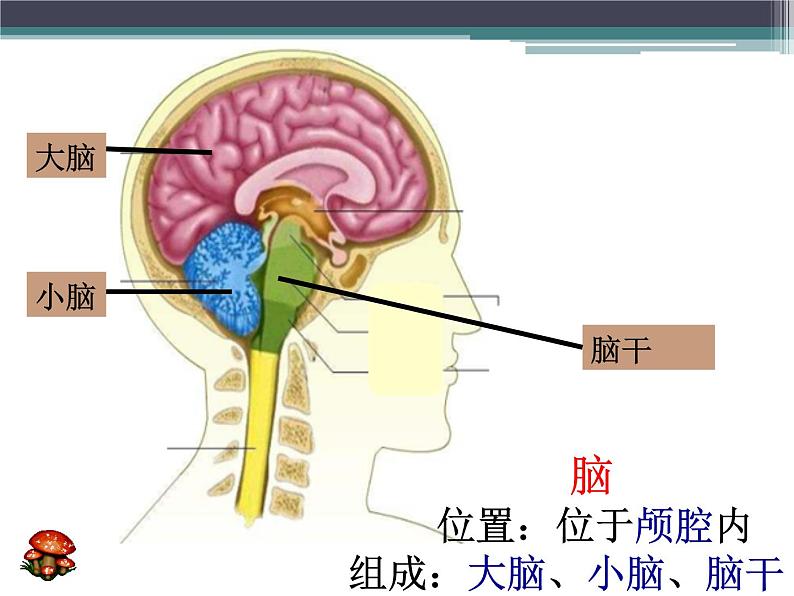 人教版七下生物 6.2神经系统的组成 课件第6页