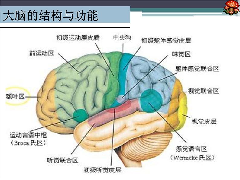 人教版七下生物 6.2神经系统的组成 课件第7页