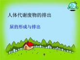 人教版七下生物 5人体内废物的排出 课件