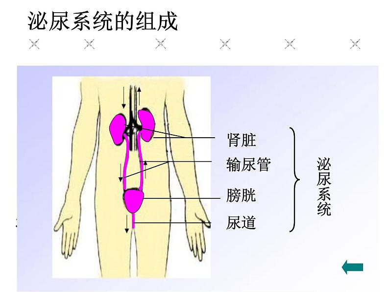 人教版七下生物 5人体内废物的排出 课件第4页