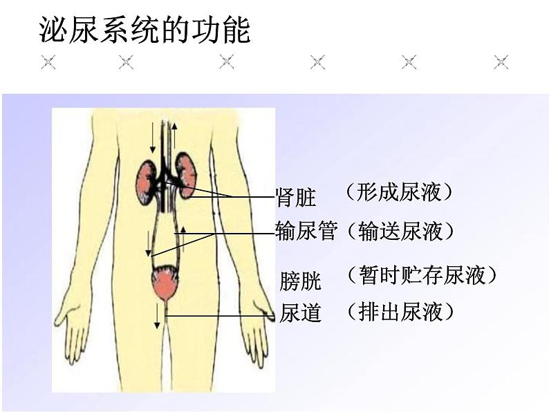 人教版七下生物 5人体内废物的排出 课件第5页