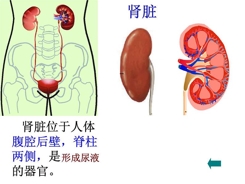 人教版七下生物 5人体内废物的排出 课件第6页