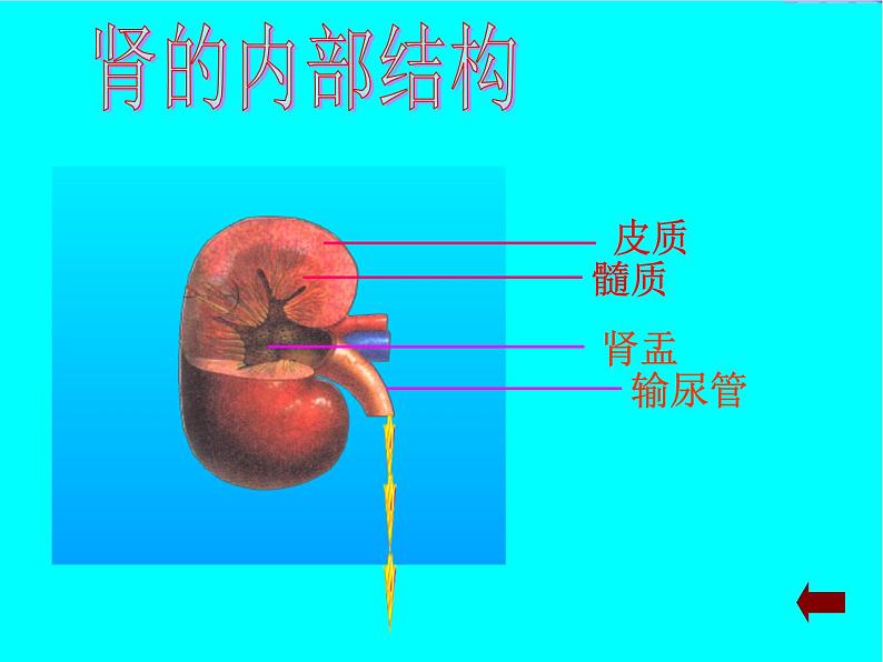 人教版七下生物 5人体内废物的排出 课件第7页