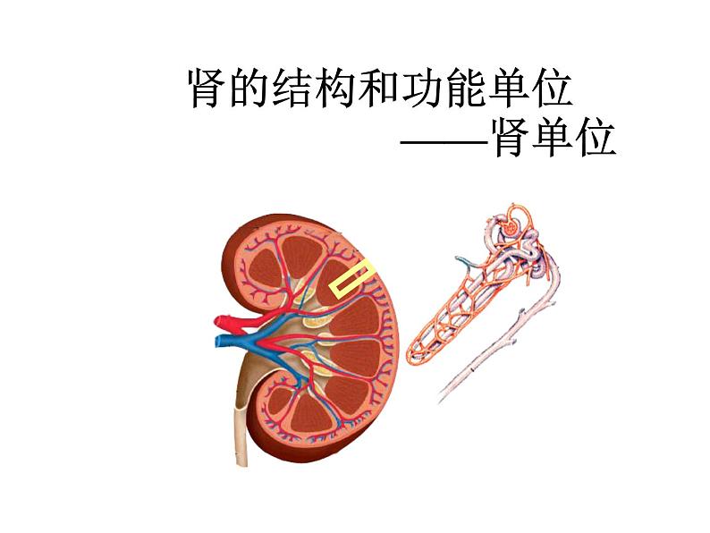 人教版七下生物 5人体内废物的排出 课件第8页