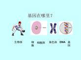 人教版八下生物 7.2.2基因在亲子代间的传递 课件