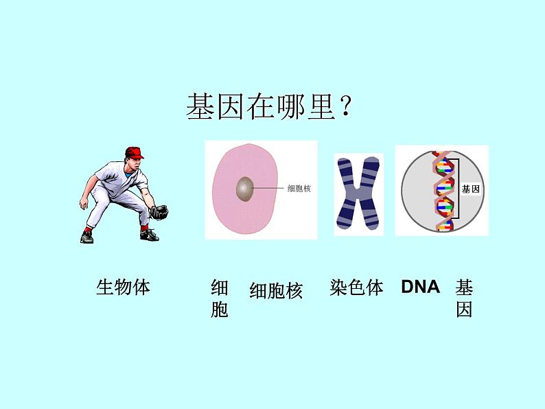 人教版八下生物 7.2.2基因在亲子代间的传递 课件05