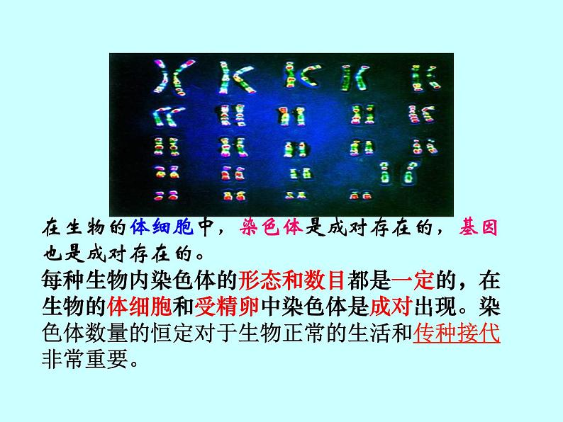 人教版八下生物 7.2.2基因在亲子代间的传递 课件07