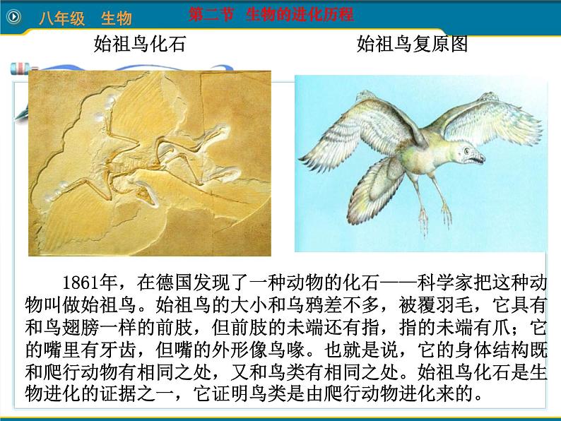 人教版八下生物 7.3.2生物进化的历程 课件04