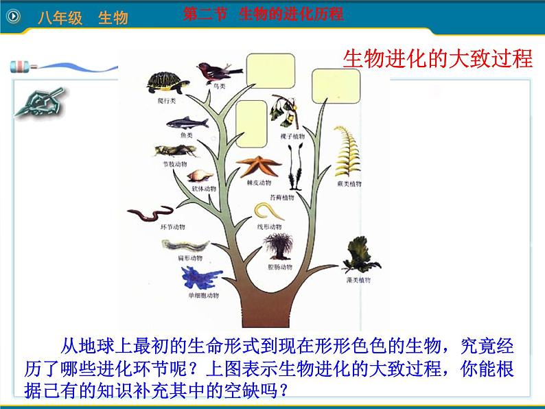 人教版八下生物 7.3.2生物进化的历程 课件07