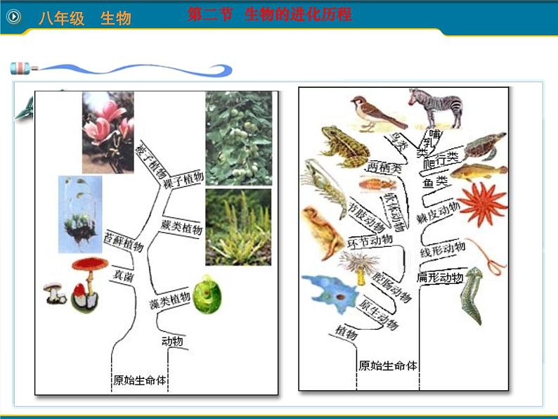 人教版八下生物 7.3.2生物进化的历程 课件08