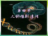 人教版八下生物 7.2.4人的性别遗传 课件