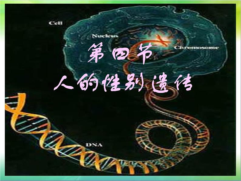 人教版八下生物 7.2.4人的性别遗传 课件02